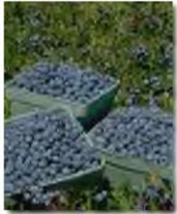 Blueberries